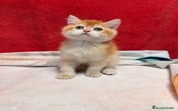 Británico de Pelo Corto gatos en venta: Monísimos British Golden  - Imagen 10