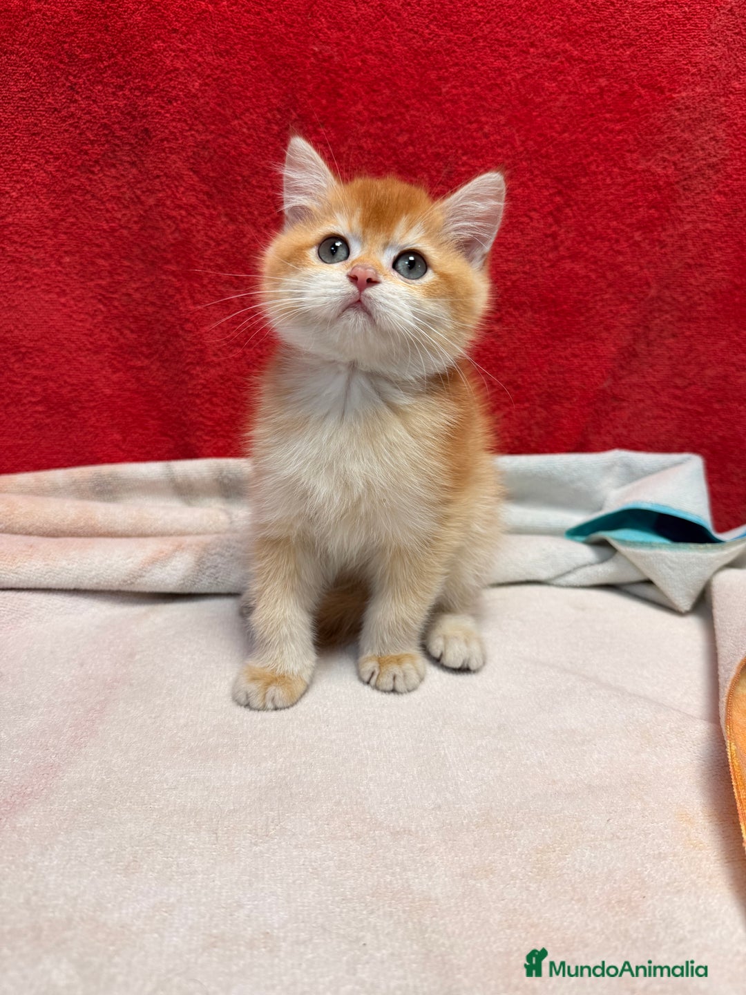 Británico de Pelo Corto gatos en venta: Monísimos British Golden  - Imagen 10
