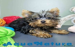 Yorkshire Terrier perros en venta: Yorkshire Macho CJMM 2435 AQUANATURA - Imagen 8
