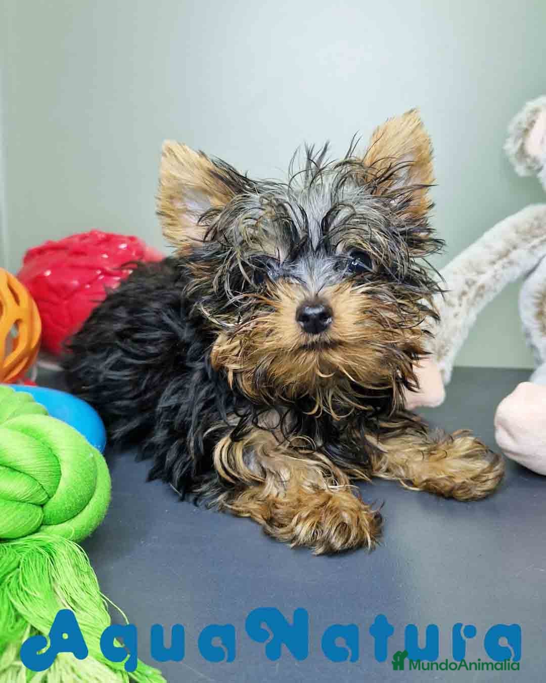 Yorkshire Terrier perros en venta: Yorkshire Macho CJMM 2435 AQUANATURA - Imagen 8