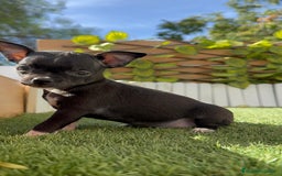 Chihuahua perros en venta: CHIHUAHUA HEMBRA - Imagen 15
