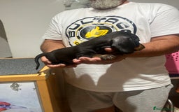 Teckel Miniatura perros en venta: Teckel mini - Imagen 5