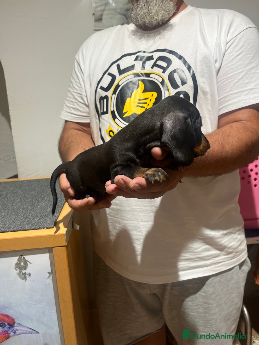 Teckel Miniatura perros en venta: Teckel mini - Imagen 5