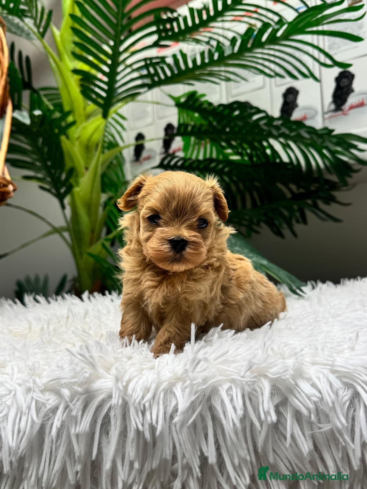 Maltipoo perros MALTIPOO 100%  - Anuncio 1