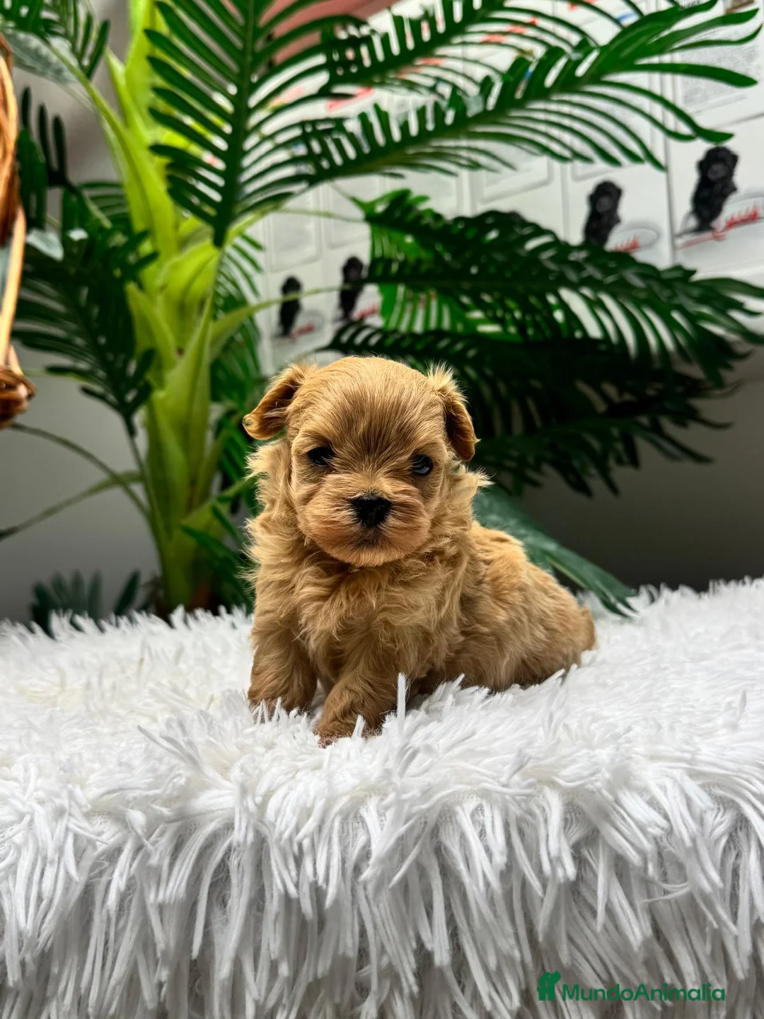 Maltipoo perros en venta: MALTIPOO 100%  - Anuncio 1