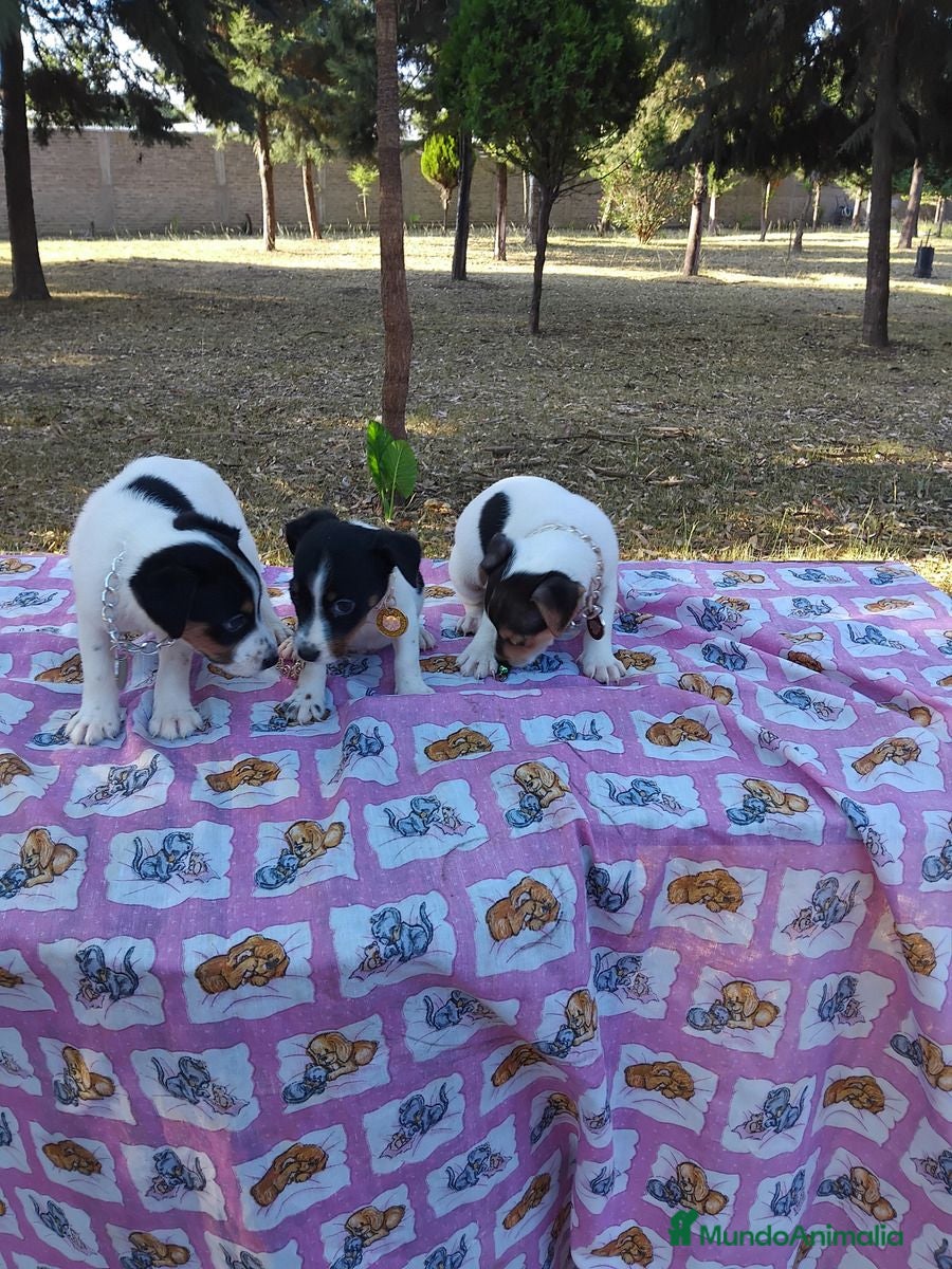 Jack Russell Terrier perros Jack Russell Terrier listos para entregar - Anuncio 1