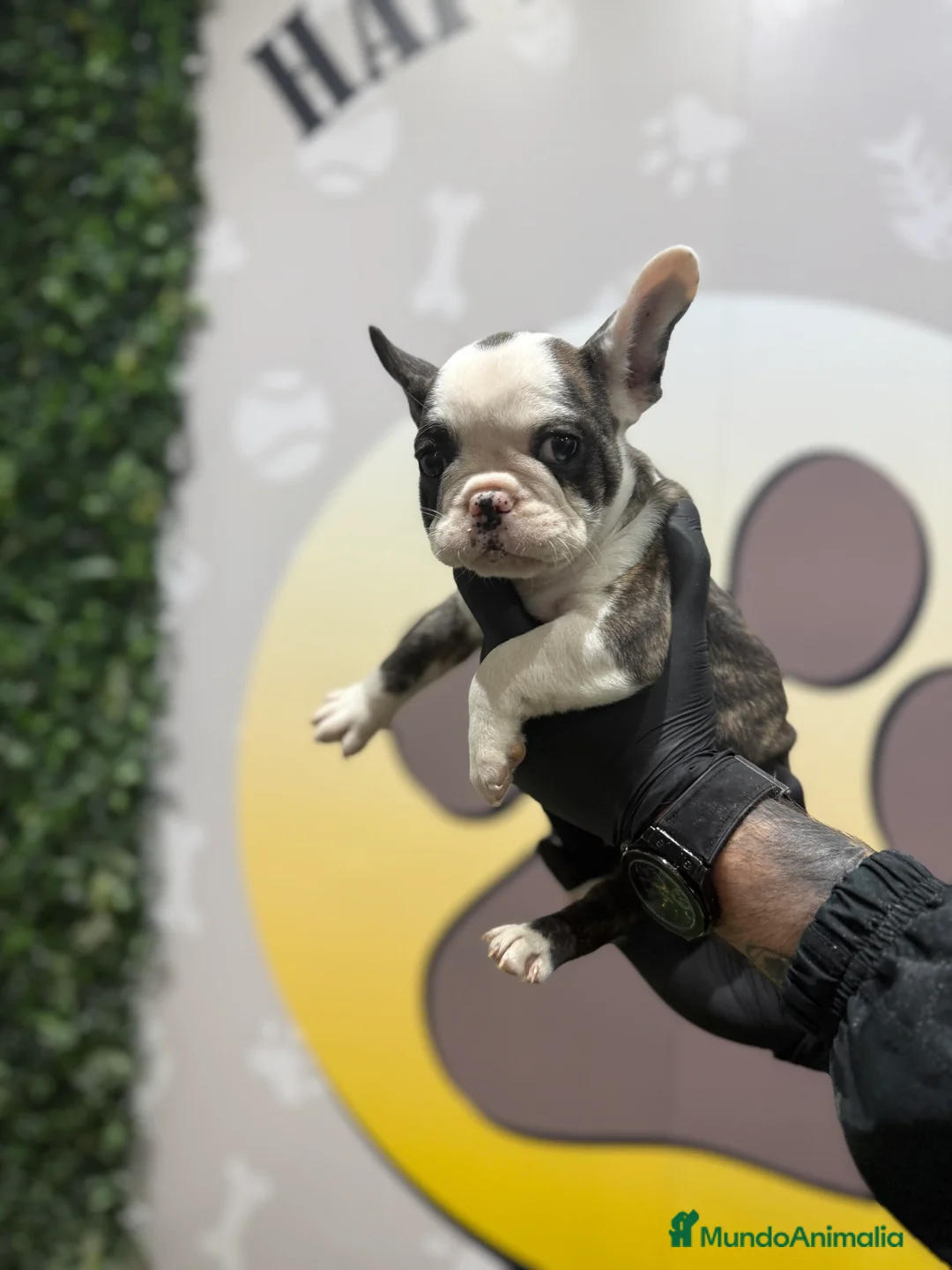 Bulldog Francés perros en venta: 😍✨ HEMBRITA BULLDOG FRANCÉS – GEN COLOR HUSKY ✨😍 - Anuncio 1