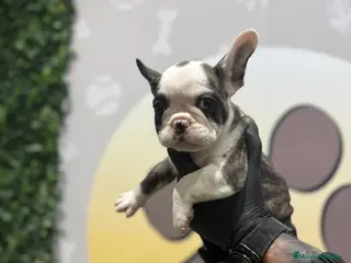 Bulldog Francés perros 😍✨ HEMBRITA BULLDOG FRANCÉS – GEN COLOR HUSKY ✨😍 - Anuncio 1