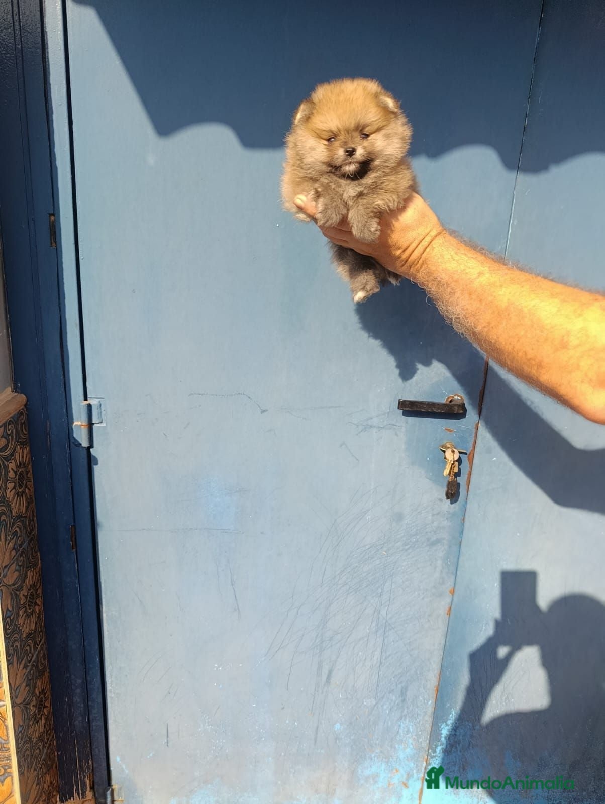 Pomerania perros ‼️POMERANIA AMERICANO TAMAÑO TOY - Anuncio 3