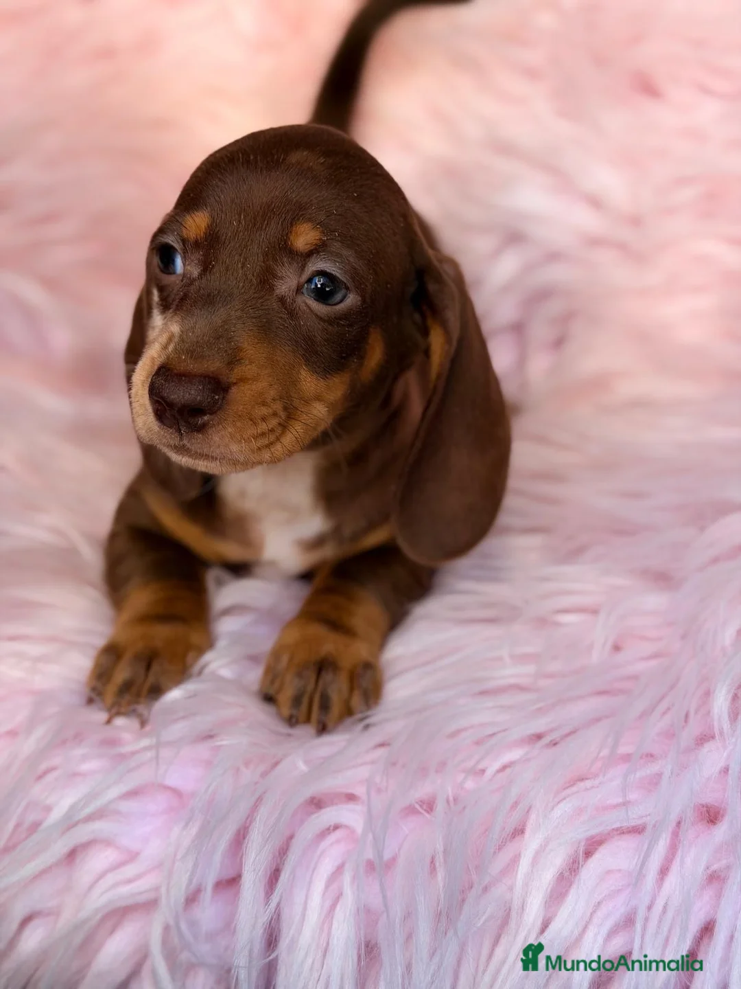 Teckel Miniatura perros en venta: TECKEL MINIATURA MERLE Y CHOCOLATE - Anuncio 10