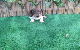 Teckel Miniatura perros en venta: TECKEL MINI PIELBALD - Imagen 1