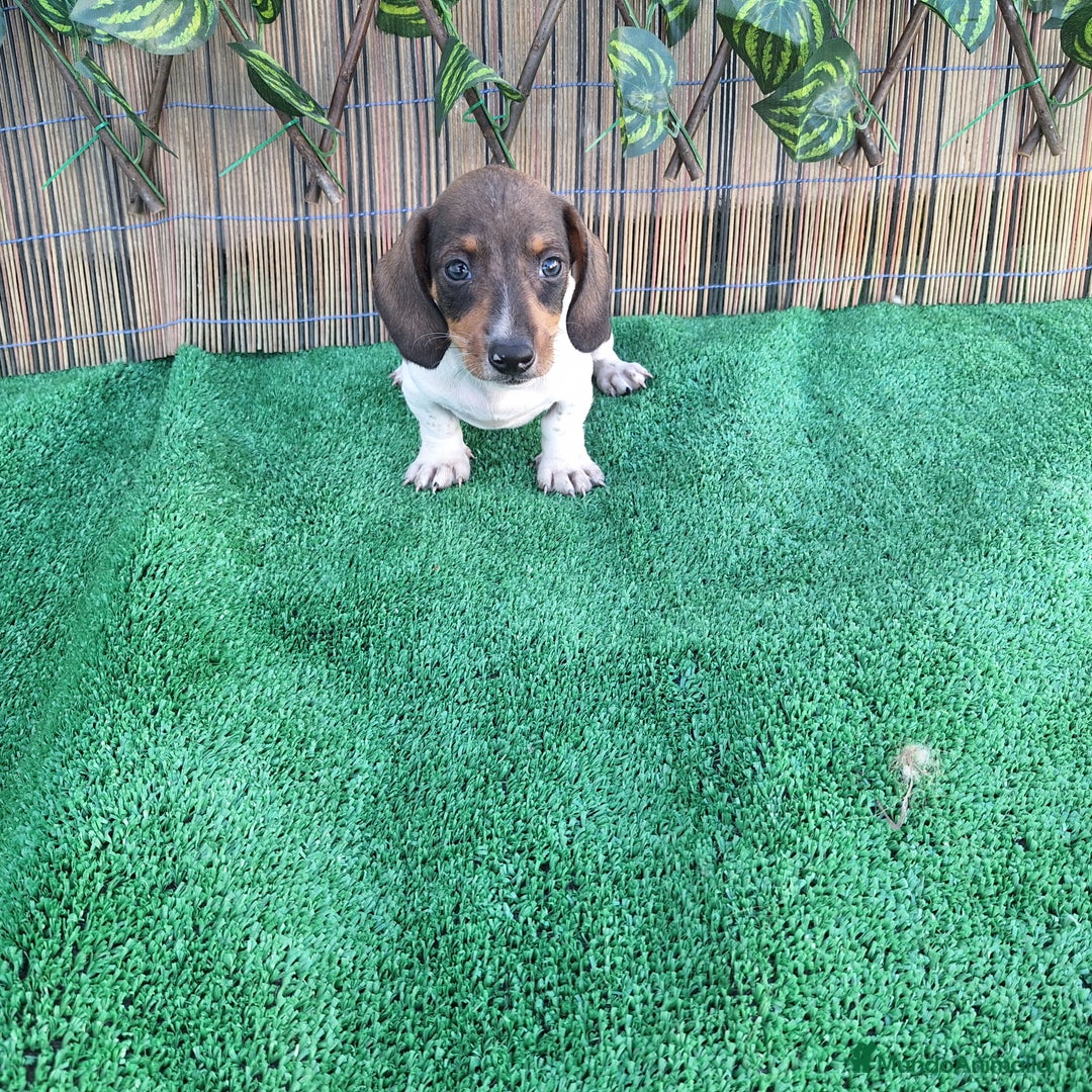 Teckel Miniatura perros en venta: TECKEL MINI PIELBALD - Imagen 1