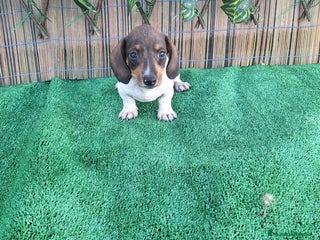 Teckel Miniatura perros - Anuncio 18