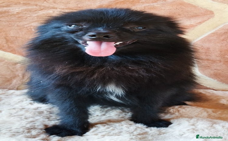 Pomerania perros - Anuncio 7