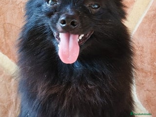 Pomerania perros - Anuncio 5