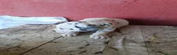 Dálmata perros en venta: Dalmata disponible macho y hembra  en Alicante - Anuncio 5