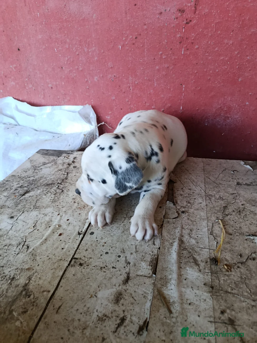 Dálmata perros en venta: Dalmata disponible macho y hembra  en Alicante - Anuncio 5