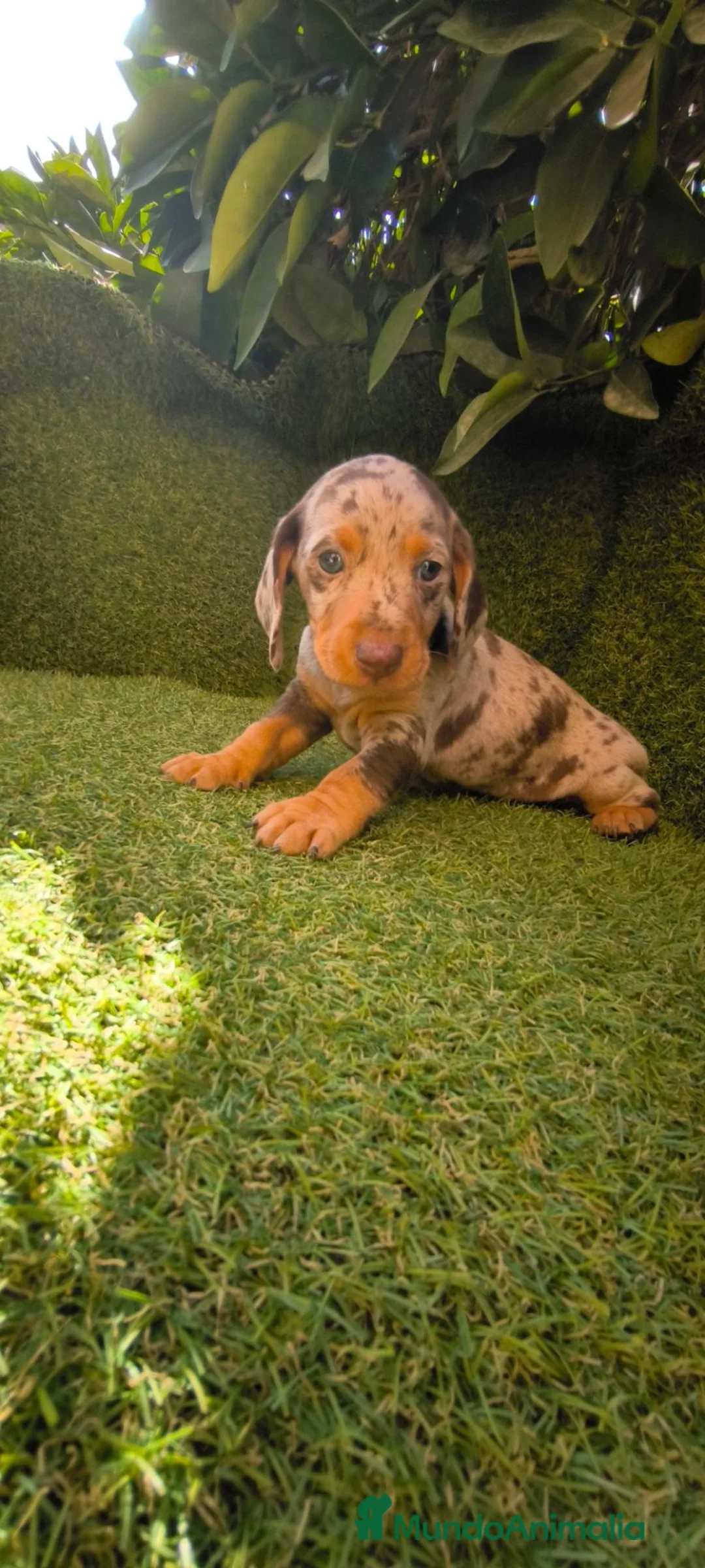 Teckel Miniatura perros en venta: teckel arlequín chocolate ojos celestes  - Anuncio 2