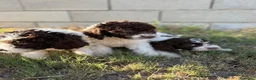 Perro de Agua Español perros en venta: Disponible Perros de agua de Calidad  - Anuncio 5