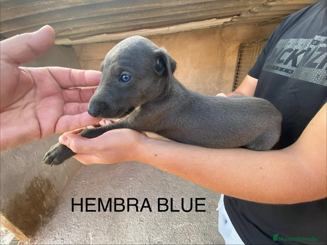 Galgo Español perros en venta: GALGOS ESPAÑOLES NEGROS Y BLUE - Anuncio 1