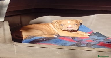 American Bully perros American bully pocket  - Anuncio 1