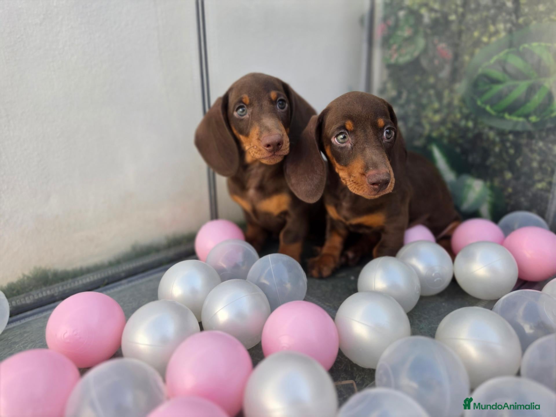 Teckel Miniatura perros TECKEL MINI CHOCOLATE - Anuncio 3