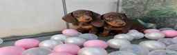 Teckel Miniatura perros en venta: TECKEL MINI CHOCOLATE - Anuncio 1