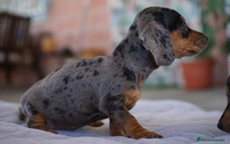 Teckel perros en venta: 🐾 Rafaela y Mori – Teckel miniatura negro merlé🌌 - Imagen 3