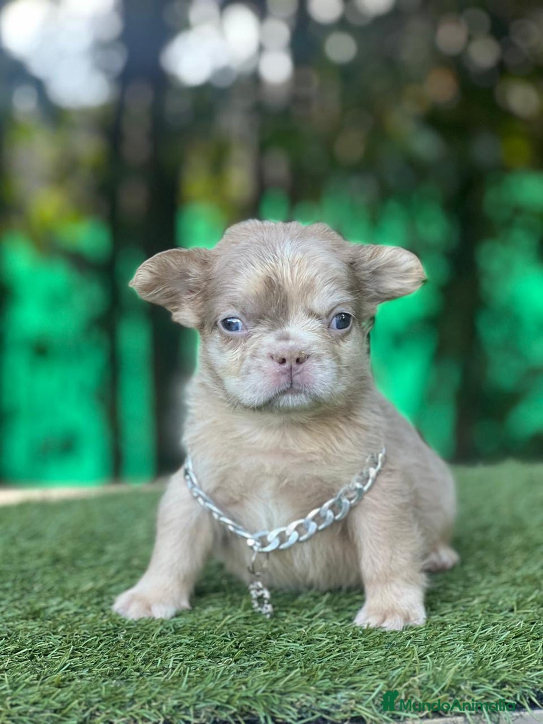 Bulldog Francés perros en venta: Bulldog francés puppy exoticos  - Anuncio 2