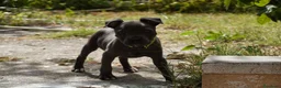 Staffordshire Bull Terrier perros en venta: Staffordshire bull terrier - Anuncio 12
