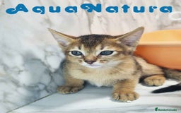Abisinio gatos en venta:  Abisinio Macho de Mia 7907 AQUANATURA - Imagen 4