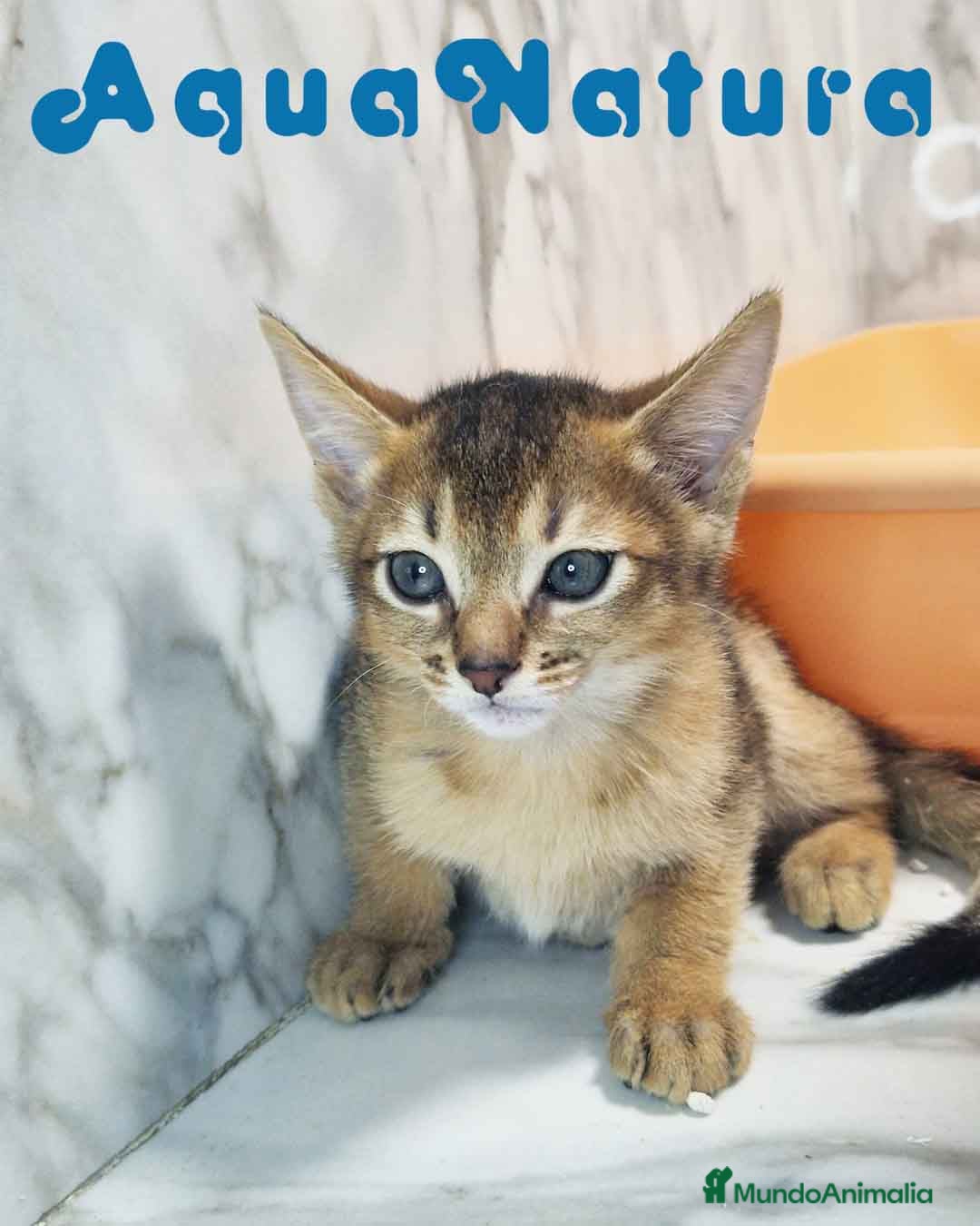 Abisinio gatos en venta:  Abisinio Macho de Mia 7907 AQUANATURA - Imagen 4