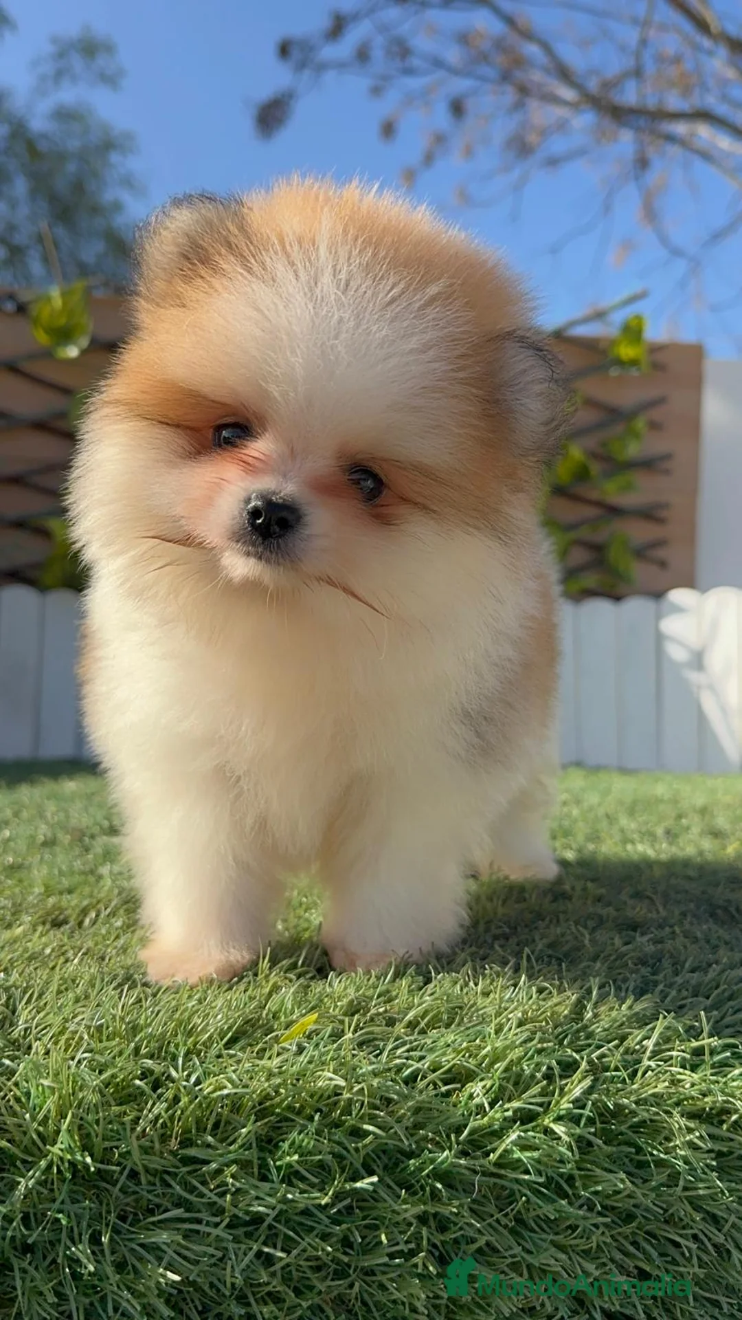 Pomerania perros en venta: POMERANIA MACHO - Anuncio 2