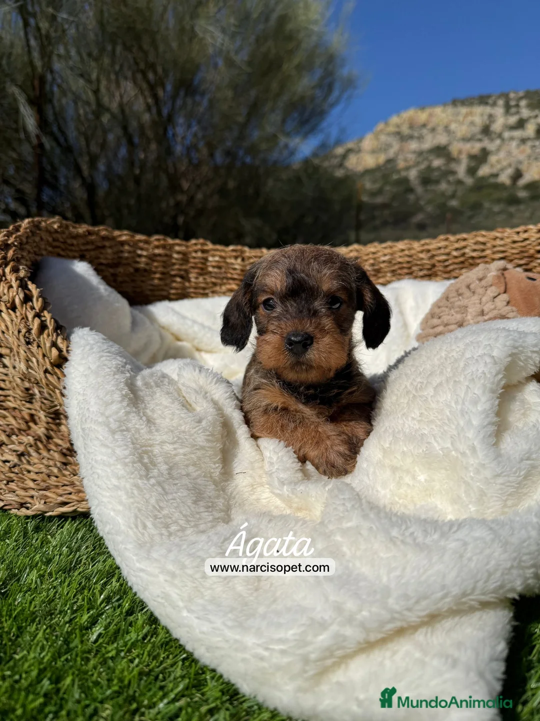 Teckel Miniatura perros en venta: TECKEL PELO DURO - Anuncio 1