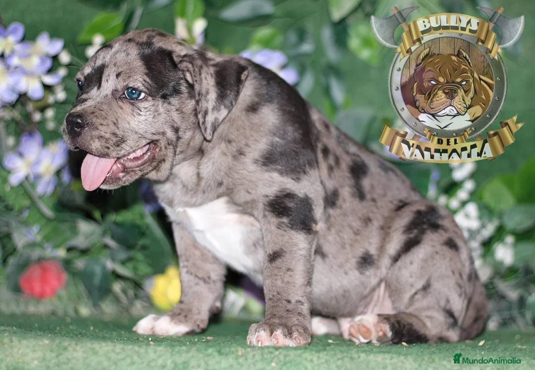 American Bully perros en venta: AMERICAN BULLY CRIA PROFESIONAL ( SOLO LLAMADAS ) en Sevilla - Anuncio 3