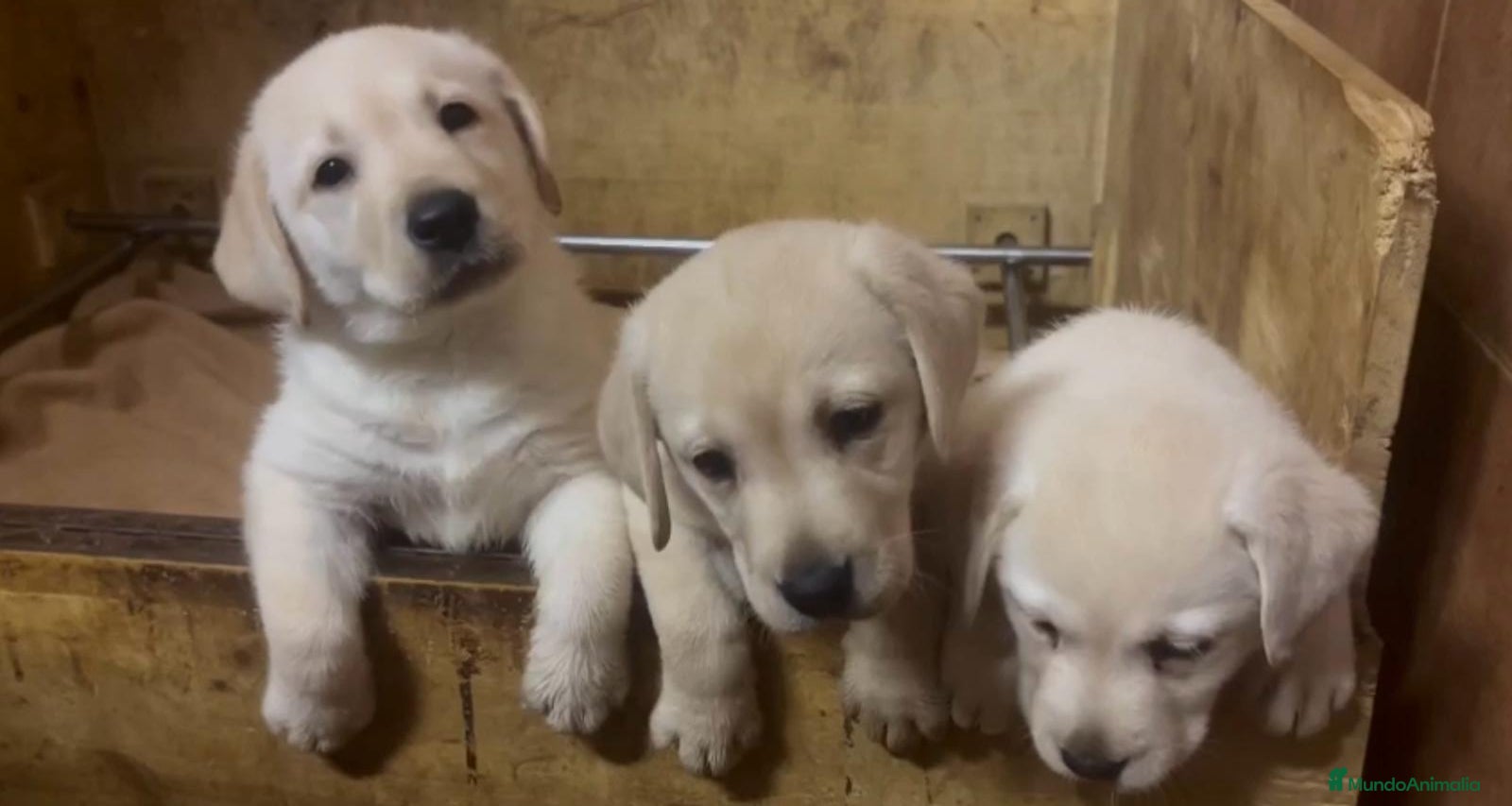 Labrador Retriever perros VENTA CAMADA LABRADOR RETRIEVER en Zaragoza - Anuncio 24