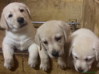 Labrador Retriever perros VENTA CAMADA LABRADOR RETRIEVER en Zaragoza - Anuncio 31