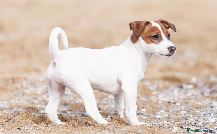 Jack Russell Terrier perros - Anuncio 1