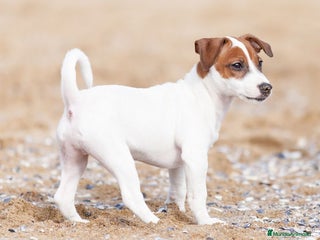 Jack Russell Terrier perros - Anuncio 1