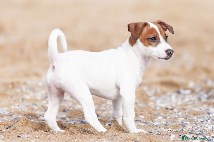 Jack Russell Terrier perros - Anuncio 2