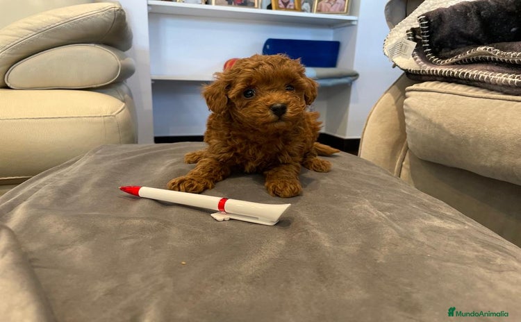 Caniche Toy perros - Propaganda 1