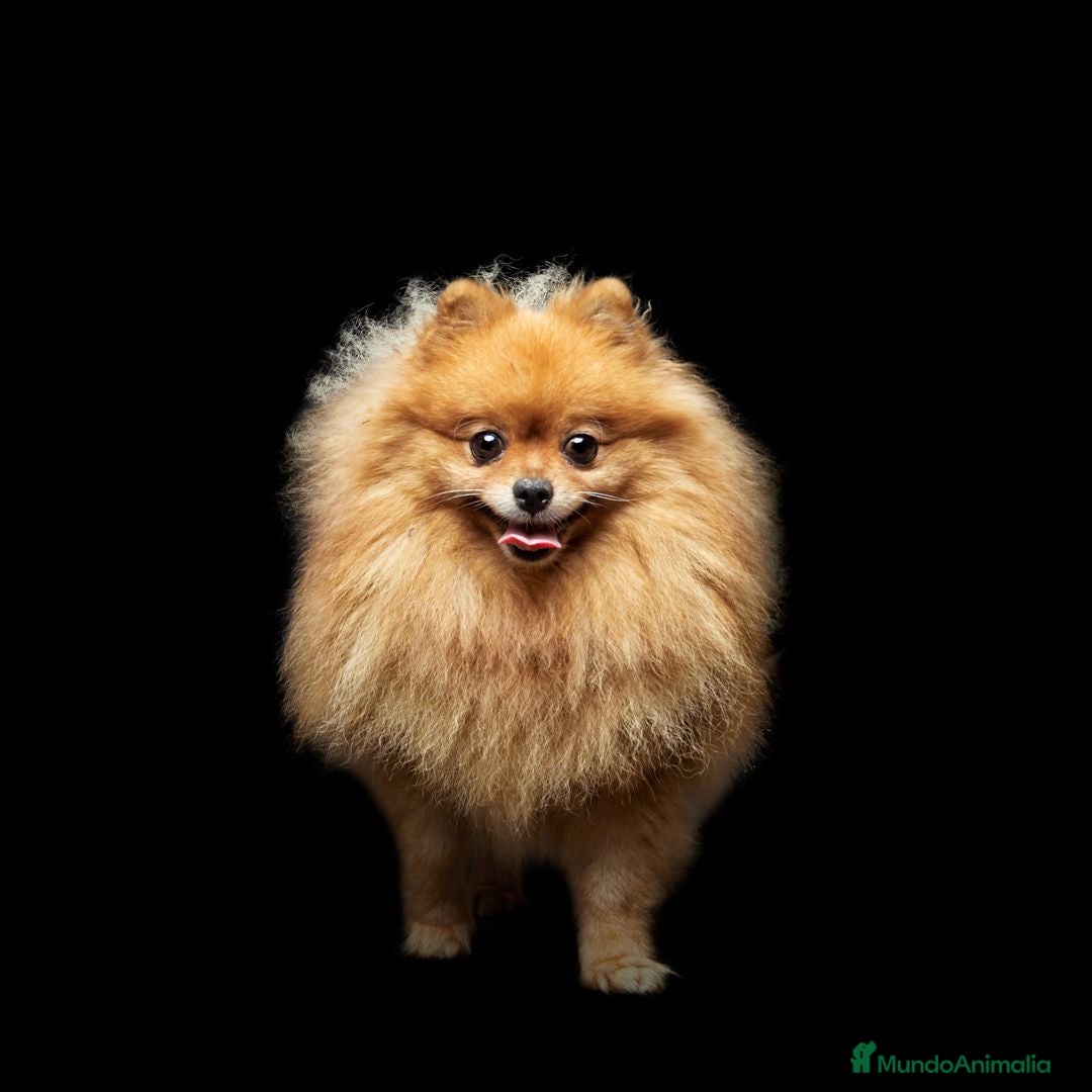 Pomerania perros en adopcion: Pomerania en adopción - Imagen 1