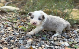 Border Collie perros en venta: 🐾 CACHORROS BORDER COLLIE DE ALTA CALIDAD 🐾 - Anuncio 5