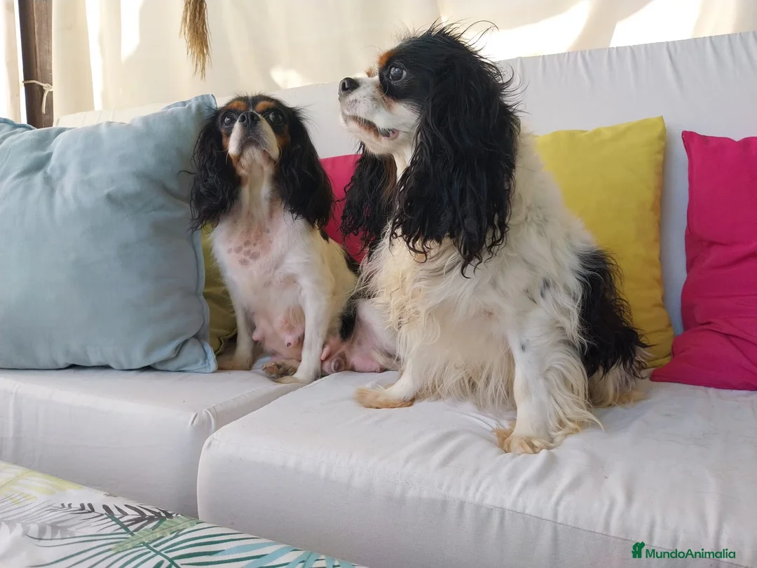 Cavalier King Charles Spaniel perros en venta: Cachorros de cavelier King charles - Anuncio 1