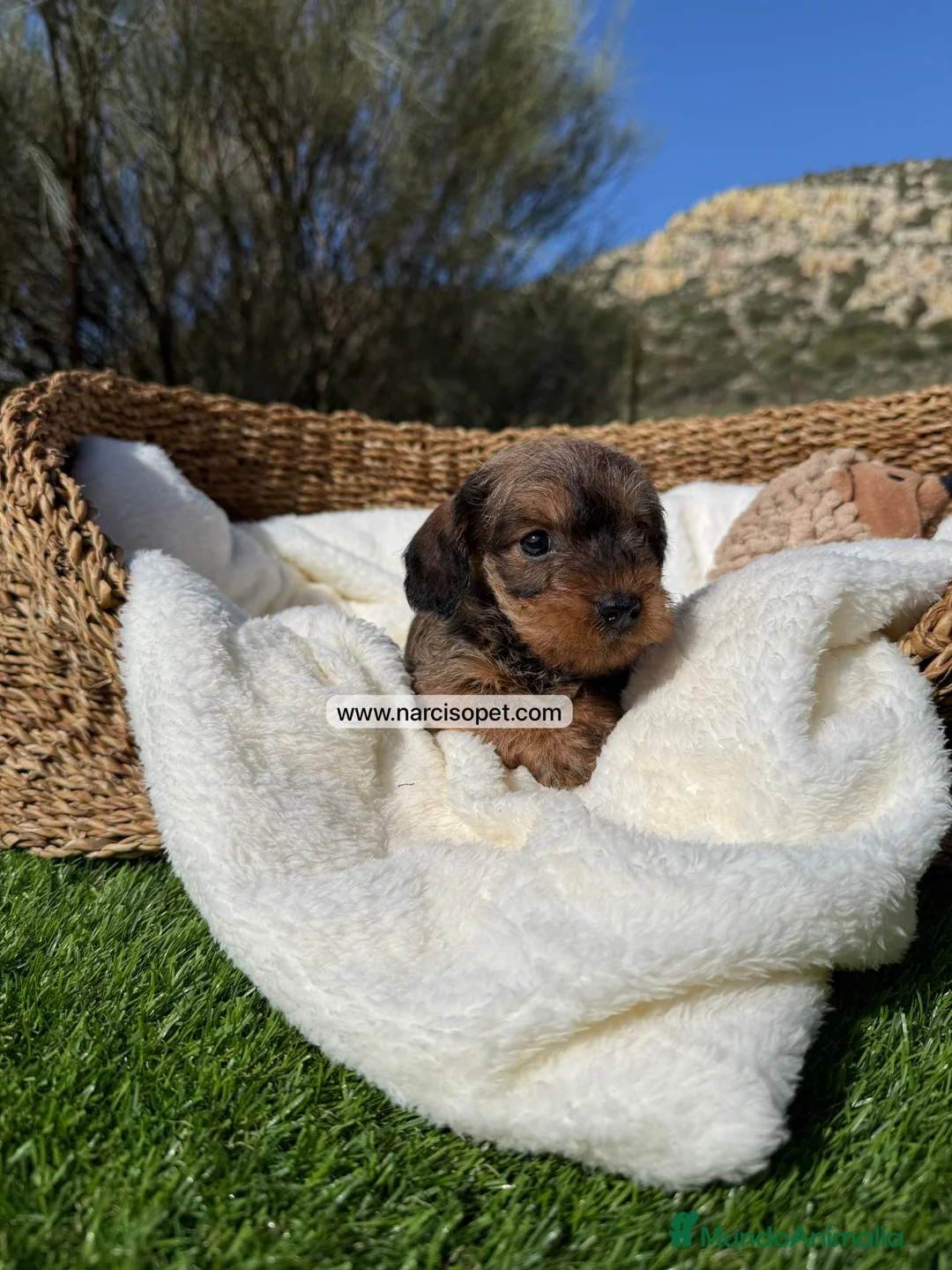 Teckel Miniatura perros en venta: TECKEL PELO DURO - Anuncio 4