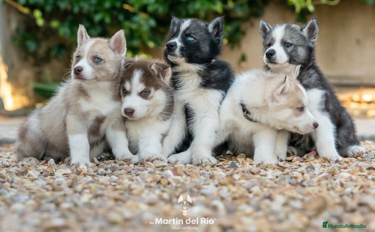 Husky Siberiano perros - Propaganda 1