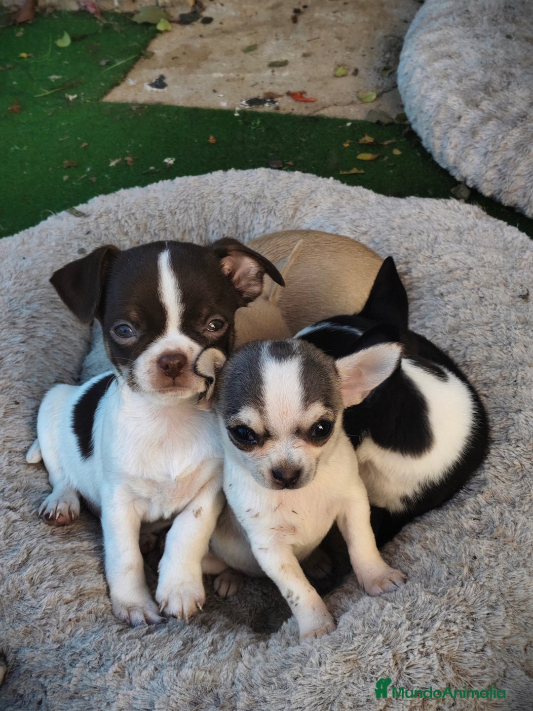 Chihuahua perros en venta: Chihuahua Toy  - Anuncio 5