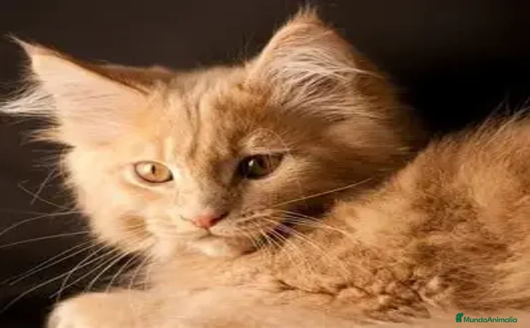 Maine Coon gatos - Anuncio 1