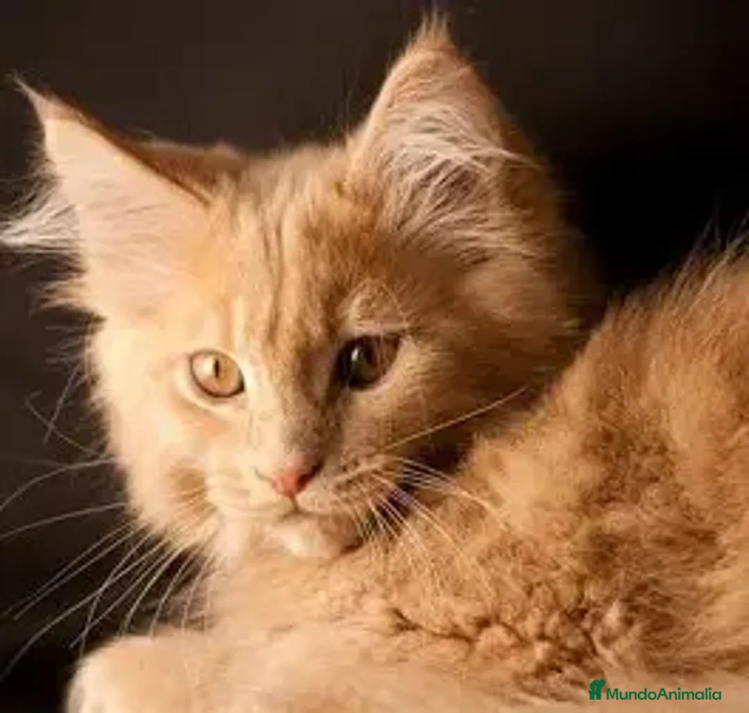 Maine Coon gatos en venta: ¡MAINE COON EN IMPERIAL CANIS! - Imagen 1