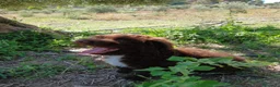 Perro de Agua Español perros en venta: 🐾 CACHORROS DE PERRO DE AGUA ESPAÑOL 🐾 - Anuncio 17
